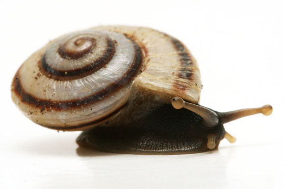 Jeanneretia sp. Cuba juvenil